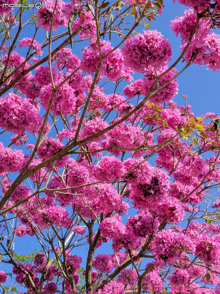 紅花風鈴木 台南市佳里區體育公園 02/08