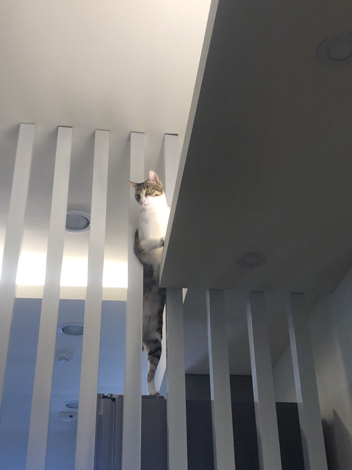 [開箱]小資打造屬於自己的兩人一貓無印小宅