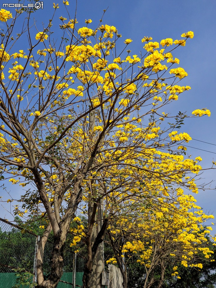 黃花風鈴木 台南市佳里區六順路 02/28