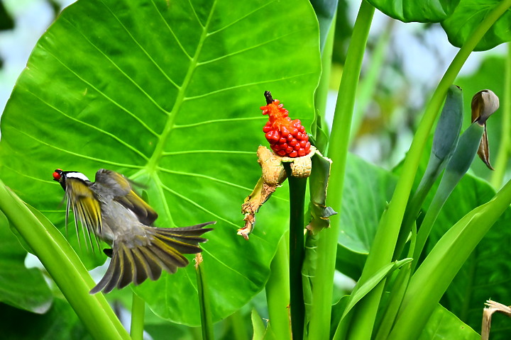 Z50+50-250mm DX生態記錄：白頭翁懸停吃姑婆芋果實，小彎嘴則謹慎小心時時警戒。