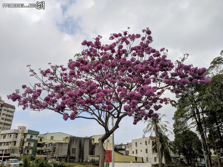 胡蘿蔔花+煙火花 台南市西港區佳里區 02/15