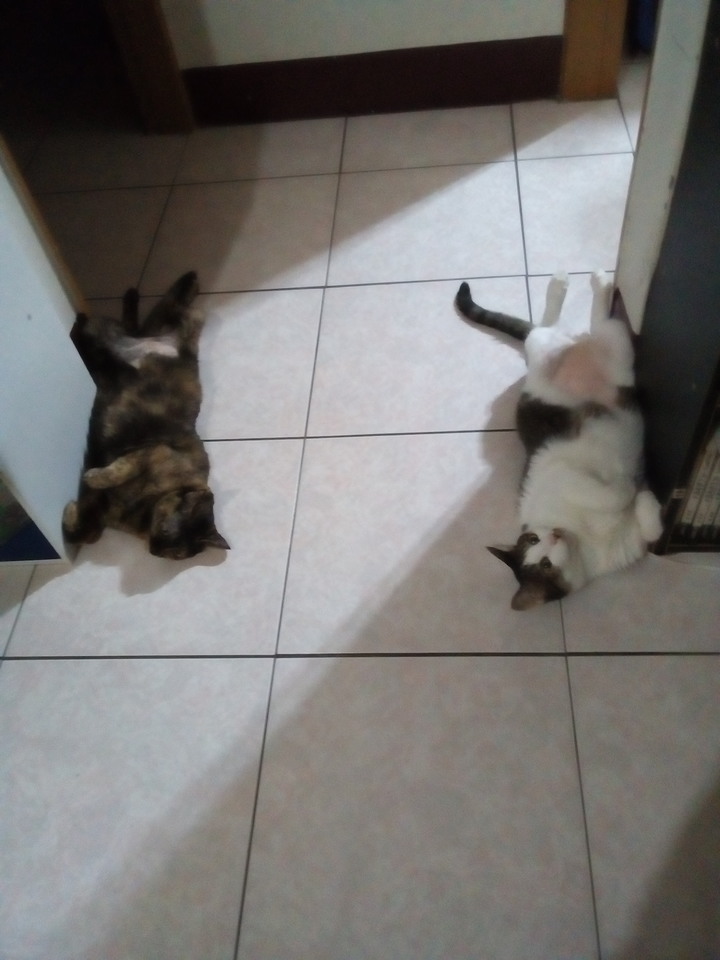 求推薦貓食購物網站~謝謝