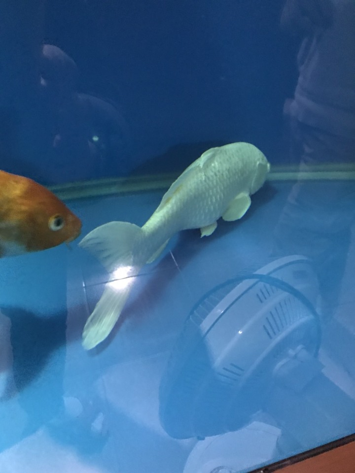求助：錦鋰魚肚子很大，怎麼辦？