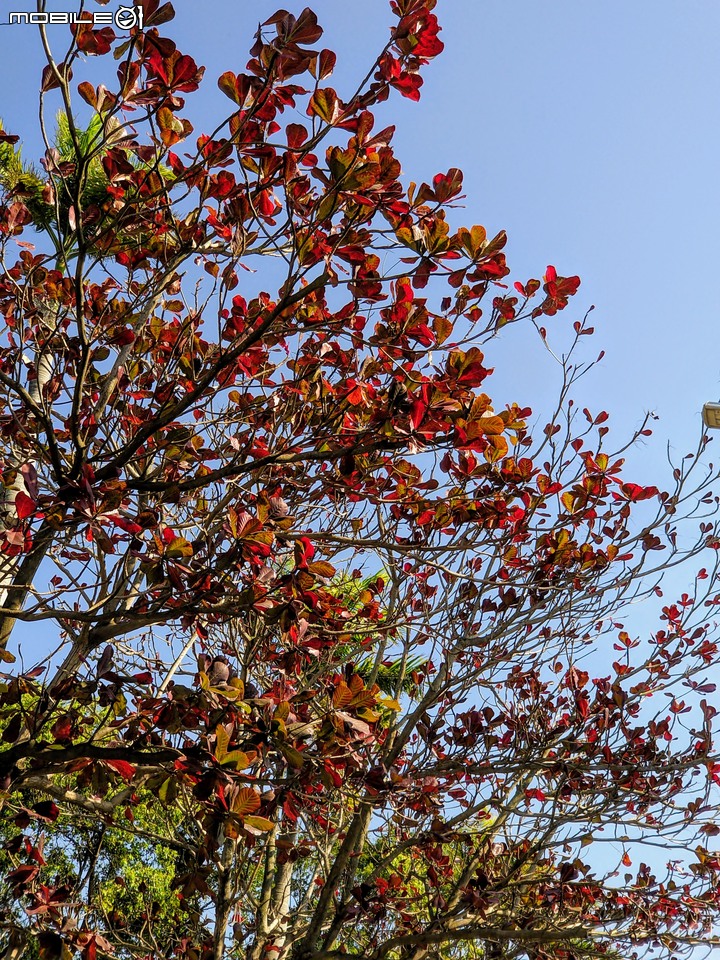 紅花風鈴木 台南市佳里區體育公園 02/08