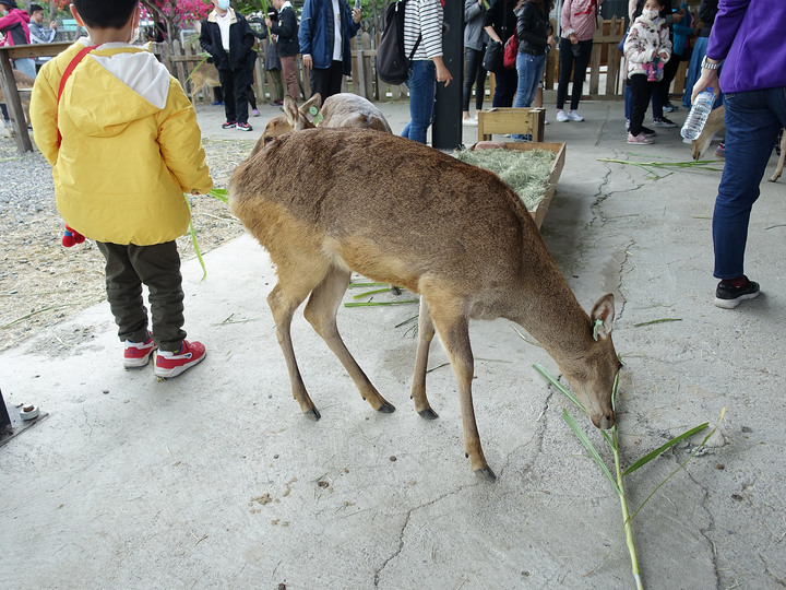 屏東 恆春 鹿境梅花鹿生態園區 — 全臺第一個人工復育、訓養並開放近距離接觸的梅花鹿生態園區