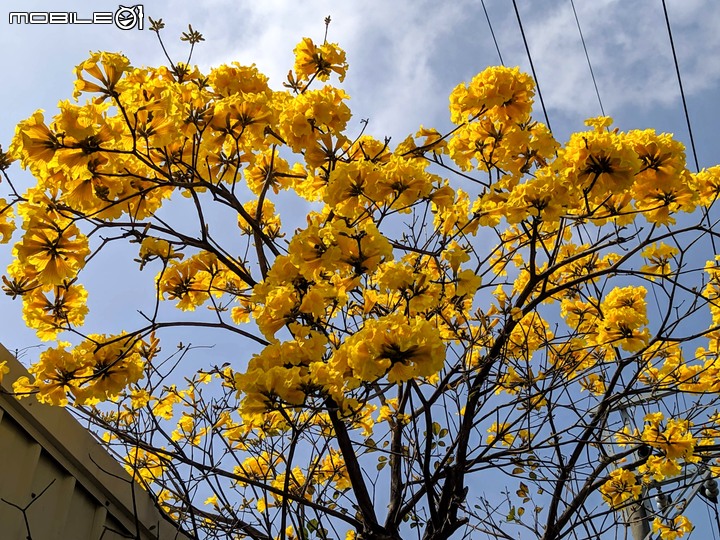 黃花風鈴木 台南市佳里區六順路 02/28