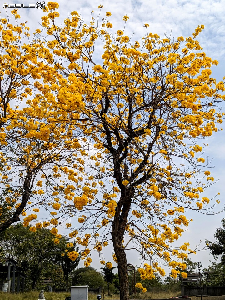 黃花風鈴木 台南市仁德區仁德恐龍公園 02/29