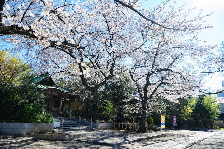 2019日本櫻花篇