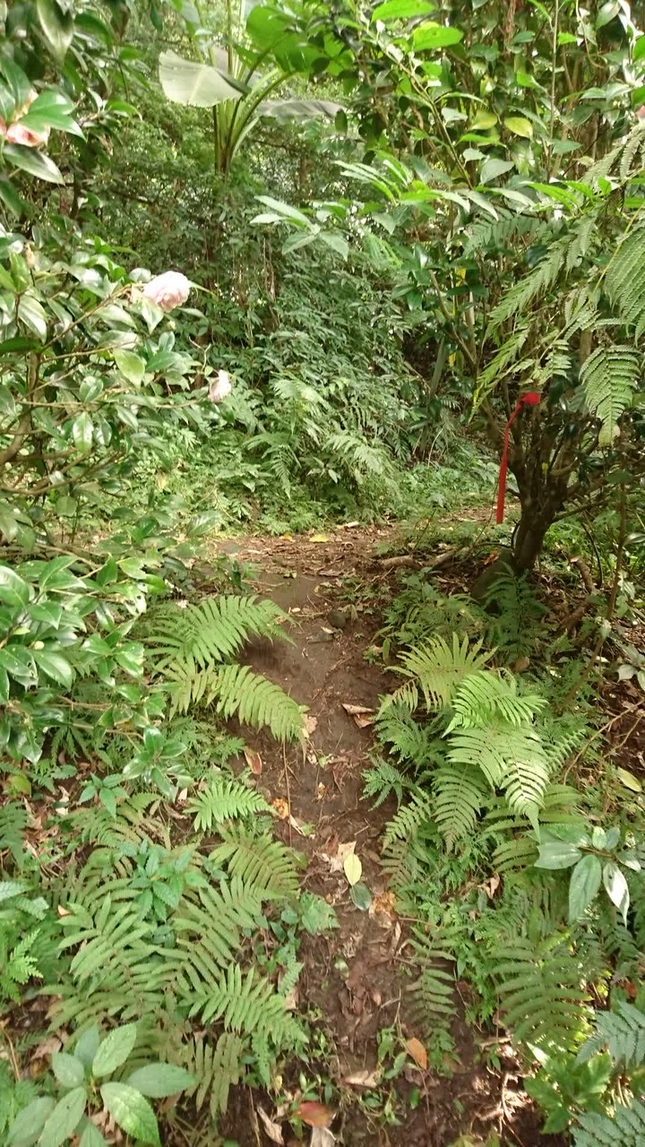 [樂山童盟] [台北北投] 悠遊"竹子湖"[猴崁湖田國小步道-百年楓香巨木-草山水道滾水頭-猴崁水圳古道-青楓步道-竹子湖黑森林-水車寮步道]