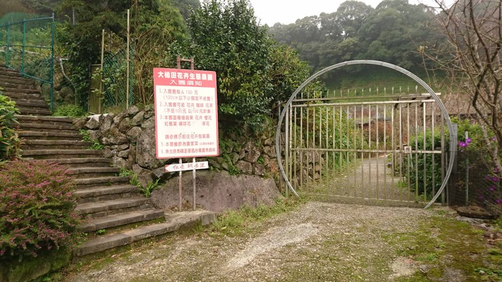 [樂山童盟] [台北北投] 悠遊"竹子湖"[猴崁湖田國小步道-百年楓香巨木-草山水道滾水頭-猴崁水圳古道-青楓步道-竹子湖黑森林-水車寮步道]