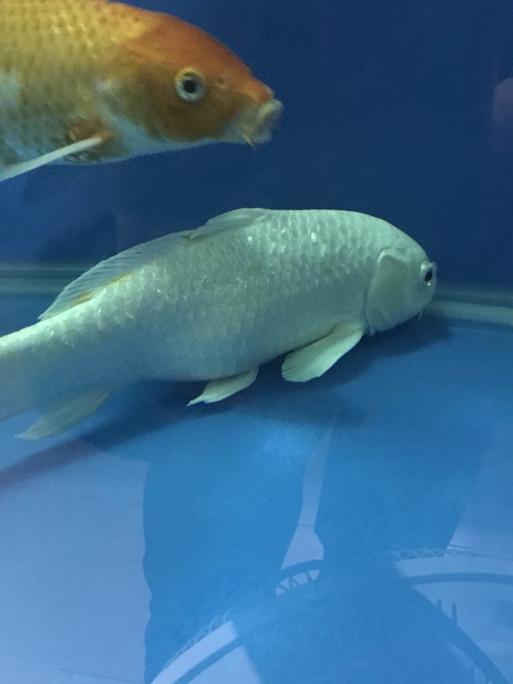 求助：錦鋰魚肚子很大，怎麼辦？