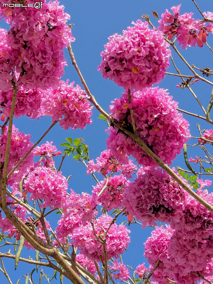紅花風鈴木 台南市佳里區體育公園 02/08