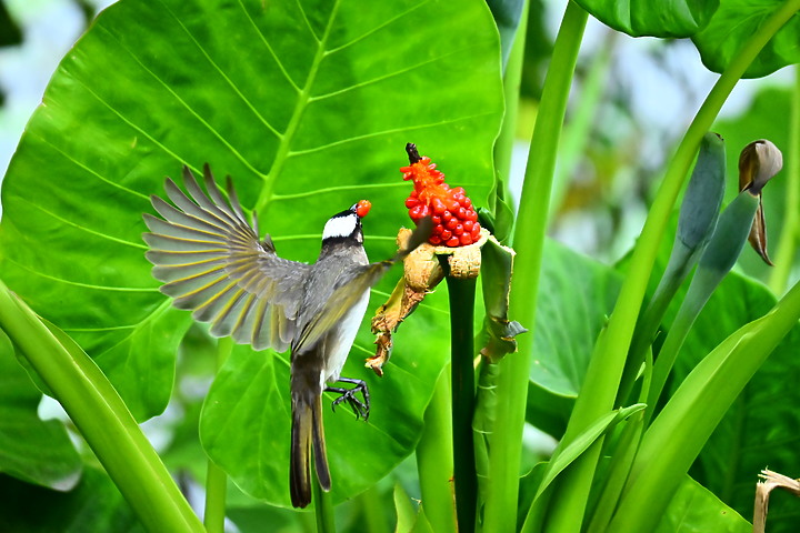Z50+50-250mm DX生態記錄：白頭翁懸停吃姑婆芋果實，小彎嘴則謹慎小心時時警戒。