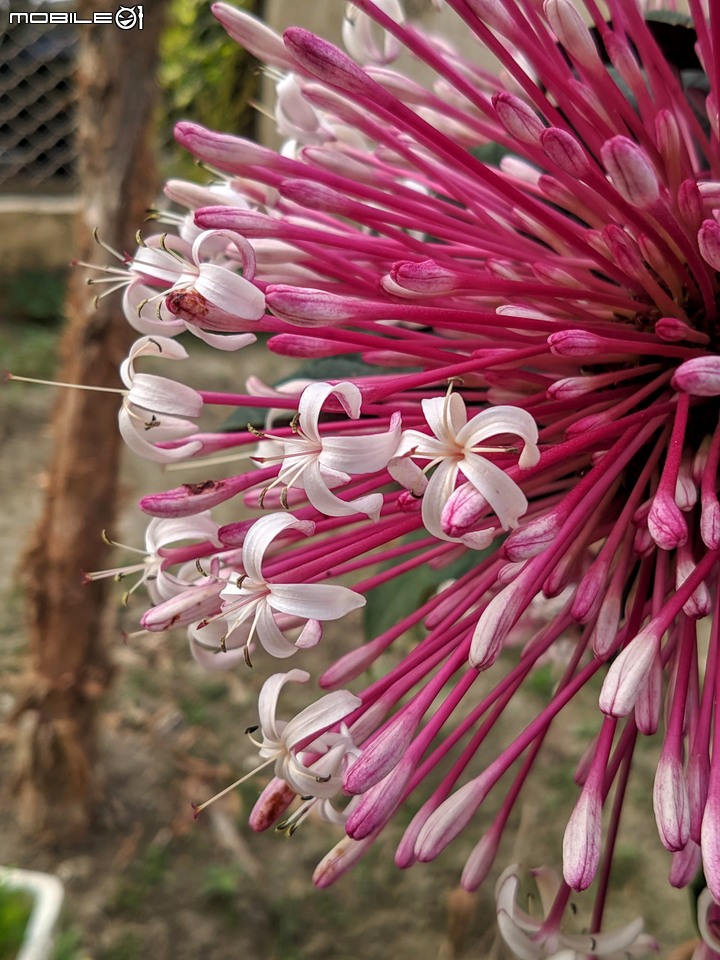胡蘿蔔花+煙火花 台南市西港區佳里區 02/15