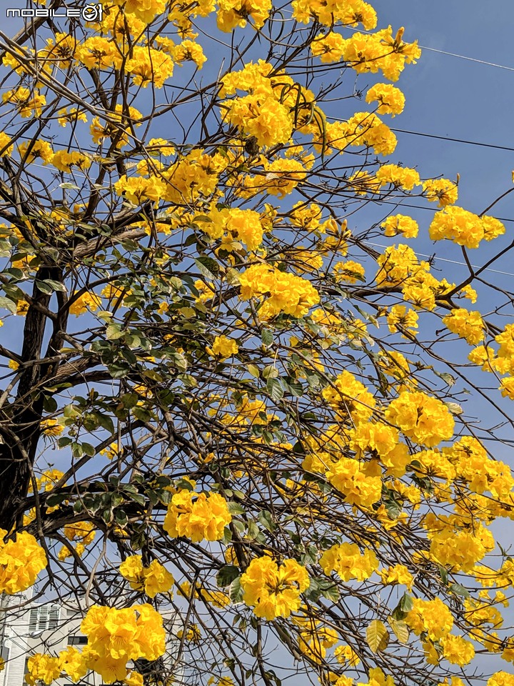 黃花風鈴木 台南市佳里區六順路 02/28
