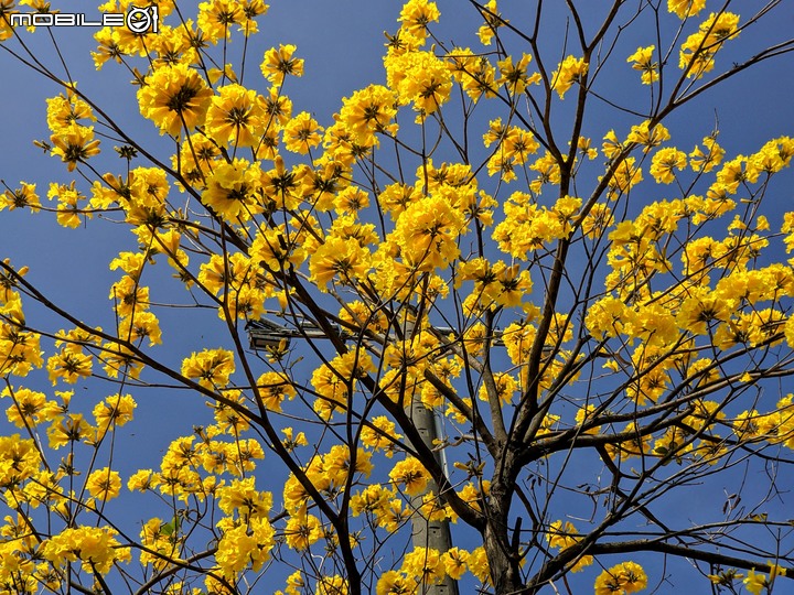 黃花風鈴木 台南市佳里區六順路 02/28