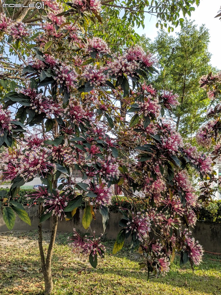 煙火花 屏東縣屏東市海豐國小 02/01