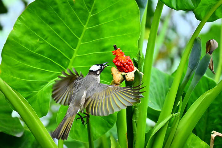 Z50+50-250mm DX生態記錄：白頭翁懸停吃姑婆芋果實，小彎嘴則謹慎小心時時警戒。