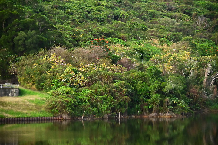 Z50鳳山水庫鸕鶿：黃昏返回與清晨離開到高屏溪或大鵬灣。