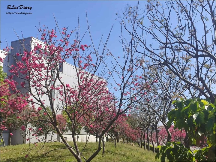 【台中 – 玩】賞櫻│2020 中科崴立櫻花公園
