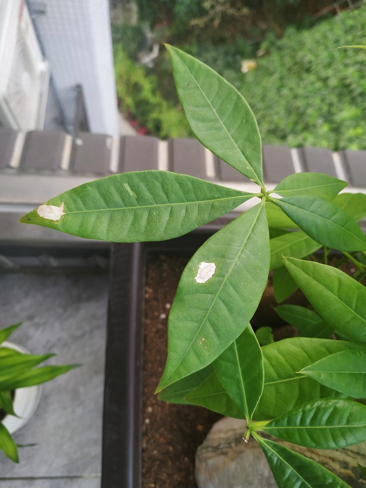 發財樹上有黑點與白斑