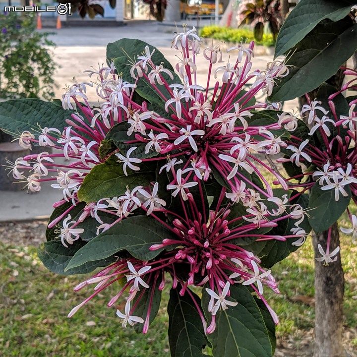 煙火花 屏東縣屏東市海豐國小 02/01