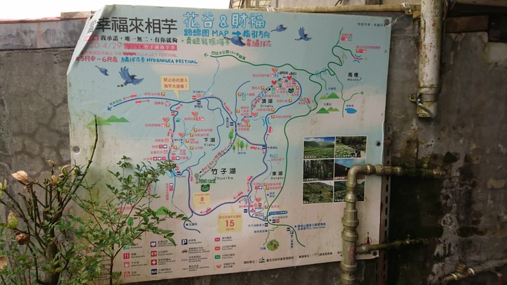 [樂山童盟] [台北北投] 悠遊"竹子湖"[猴崁湖田國小步道-百年楓香巨木-草山水道滾水頭-猴崁水圳古道-青楓步道-竹子湖黑森林-水車寮步道]