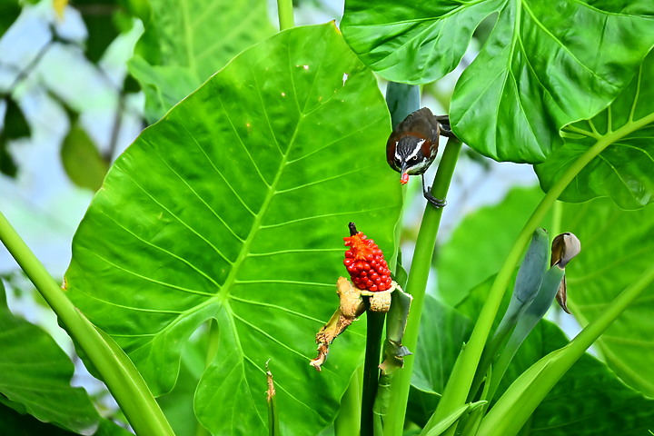 Z50+50-250mm DX生態記錄：白頭翁懸停吃姑婆芋果實，小彎嘴則謹慎小心時時警戒。