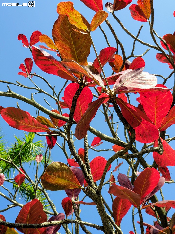 紅花風鈴木 台南市佳里區體育公園 02/08