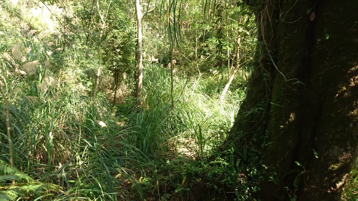 [樂山童盟] [台北北投] 悠遊"竹子湖"[猴崁湖田國小步道-百年楓香巨木-草山水道滾水頭-猴崁水圳古道-青楓步道-竹子湖黑森林-水車寮步道]