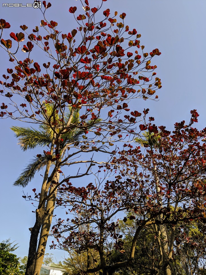 紅花風鈴木 台南市佳里區體育公園 02/08