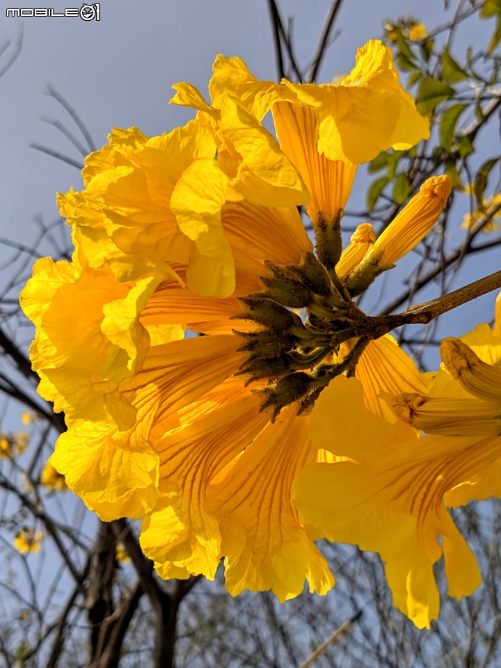 黃花風鈴木 台南市佳里區六順路 02/28