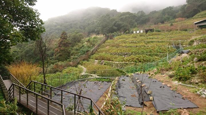 [樂山童盟] [台北北投] 悠遊"竹子湖"[猴崁湖田國小步道-百年楓香巨木-草山水道滾水頭-猴崁水圳古道-青楓步道-竹子湖黑森林-水車寮步道]