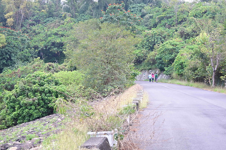 Z50鳳山水庫鸕鶿：黃昏返回與清晨離開到高屏溪或大鵬灣。