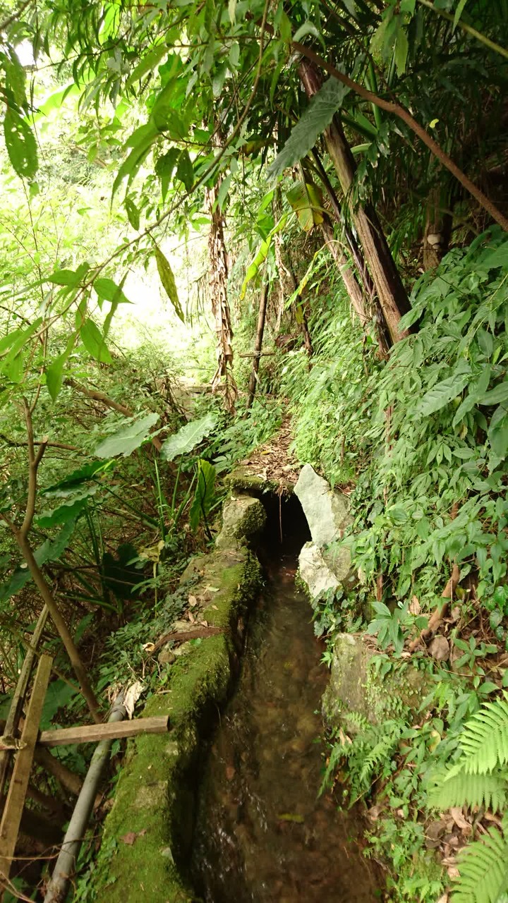 [樂山童盟] [台北北投] 悠遊"竹子湖"[猴崁湖田國小步道-百年楓香巨木-草山水道滾水頭-猴崁水圳古道-青楓步道-竹子湖黑森林-水車寮步道]