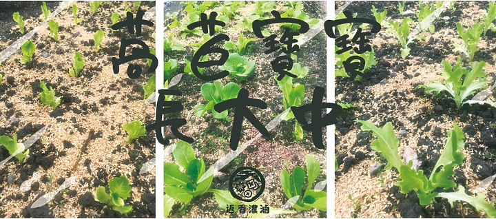 返香濃滷, 用銅板價為你的健康著想的滷味店