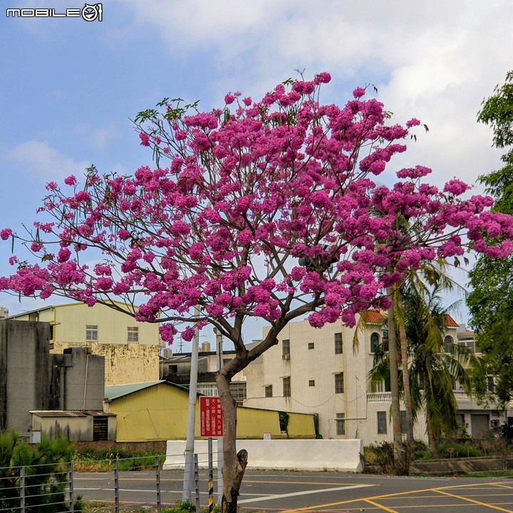 胡蘿蔔花+煙火花 台南市西港區佳里區 02/15