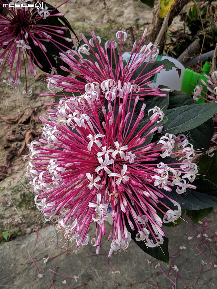 胡蘿蔔花+煙火花 台南市西港區佳里區 02/15