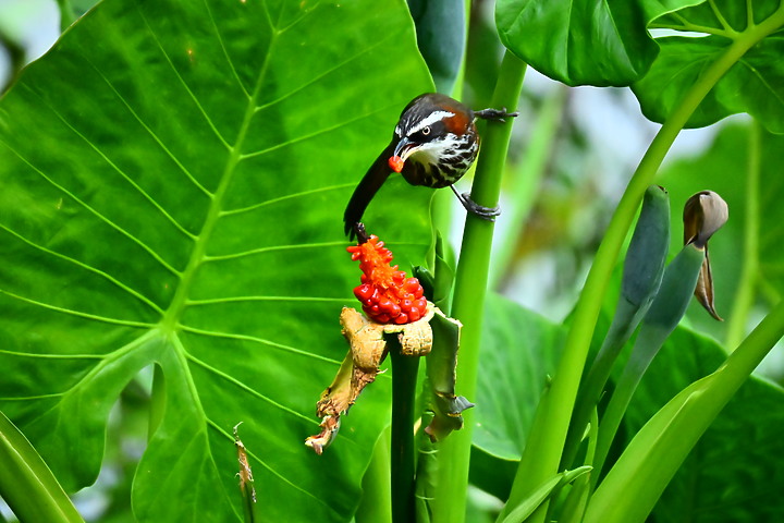 Z50+50-250mm DX生態記錄：白頭翁懸停吃姑婆芋果實，小彎嘴則謹慎小心時時警戒。