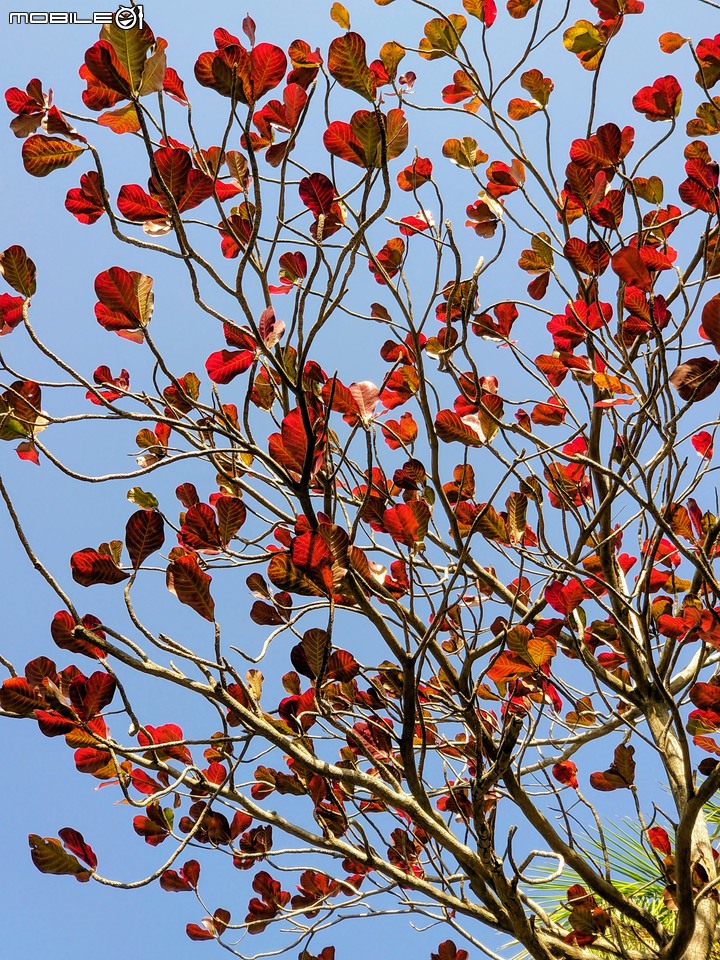 紅花風鈴木 台南市佳里區體育公園 02/08