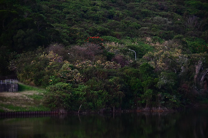 Z50鳳山水庫鸕鶿：黃昏返回與清晨離開到高屏溪或大鵬灣。