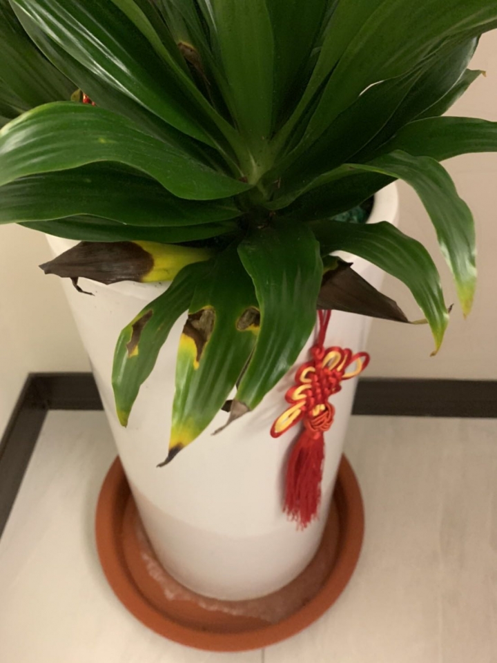 千年木放室內
