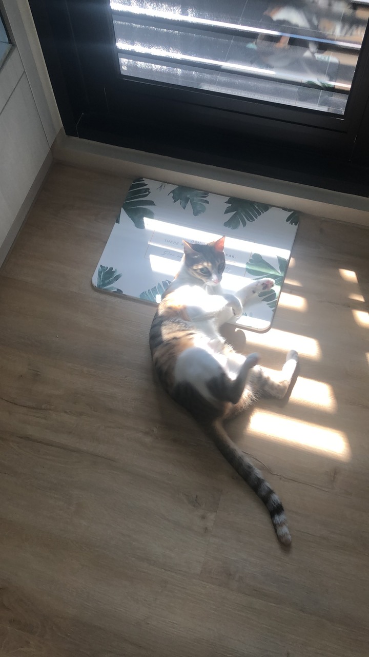[開箱]小資打造屬於自己的兩人一貓無印小宅