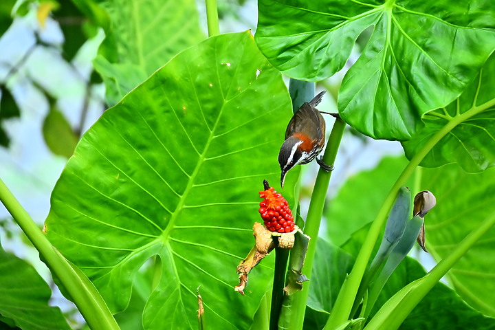 Z50+50-250mm DX生態記錄：白頭翁懸停吃姑婆芋果實，小彎嘴則謹慎小心時時警戒。