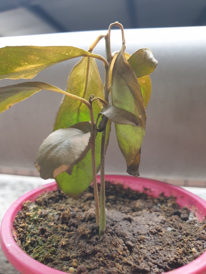 我的幼苗死了嗎？