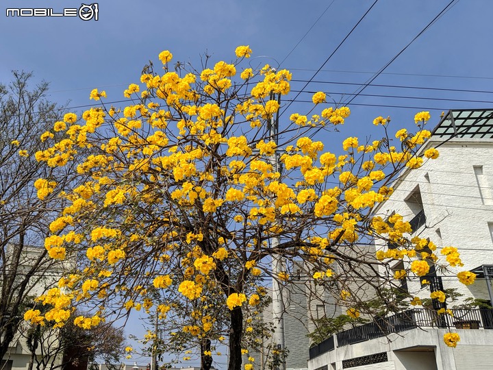 黃花風鈴木 台南市佳里區六順路 02/28