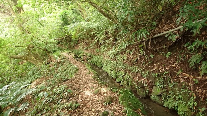 [樂山童盟] [台北北投] 悠遊"竹子湖"[猴崁湖田國小步道-百年楓香巨木-草山水道滾水頭-猴崁水圳古道-青楓步道-竹子湖黑森林-水車寮步道]