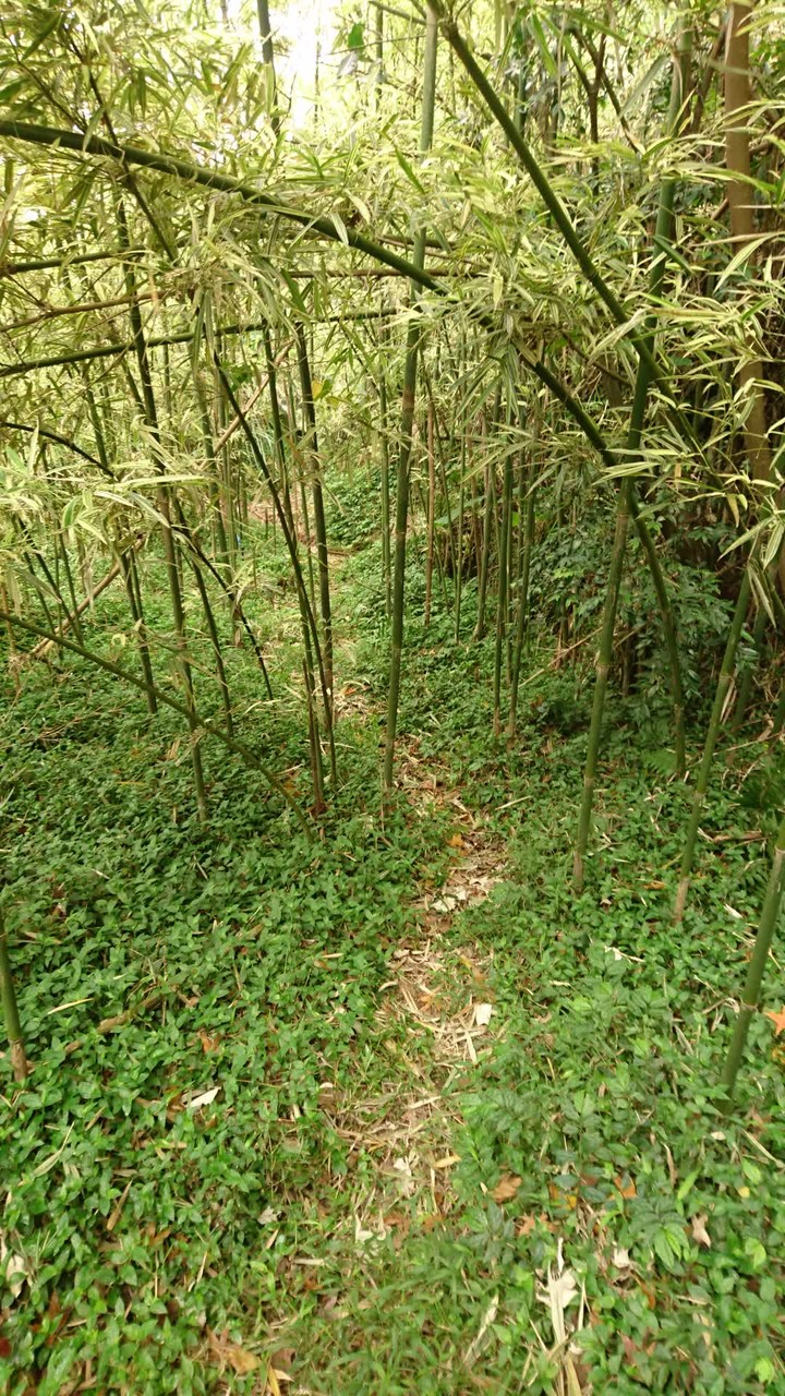 [樂山童盟] [台北北投] 悠遊"竹子湖"[猴崁湖田國小步道-百年楓香巨木-草山水道滾水頭-猴崁水圳古道-青楓步道-竹子湖黑森林-水車寮步道]