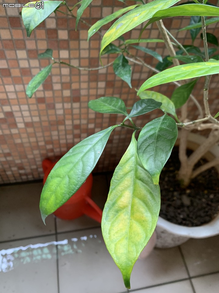 馬茶花葉子枯黃，根部有一個洞