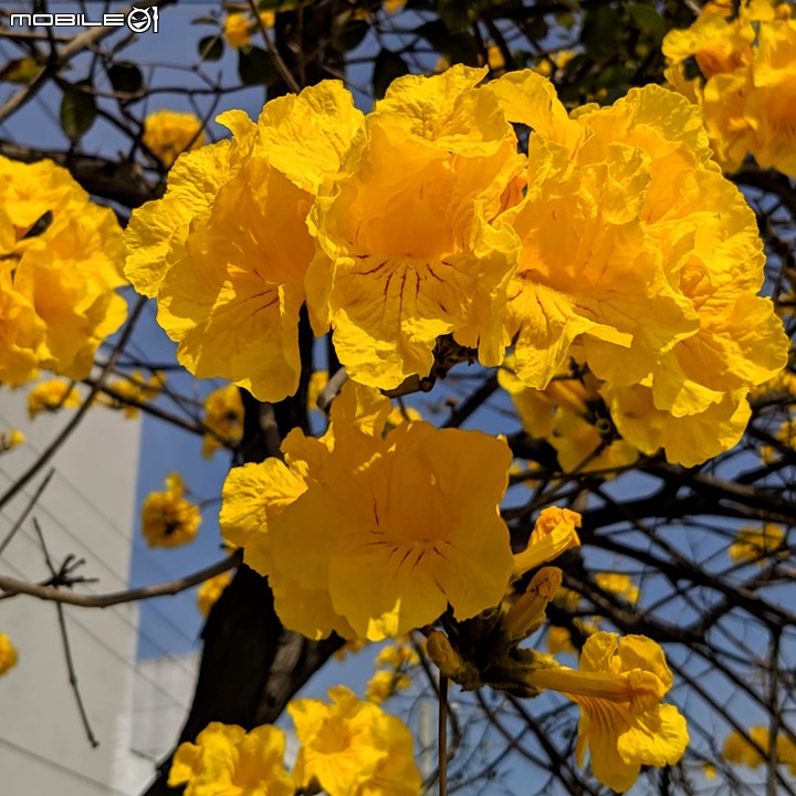 黃花風鈴木 台南市佳里區六順路 02/28
